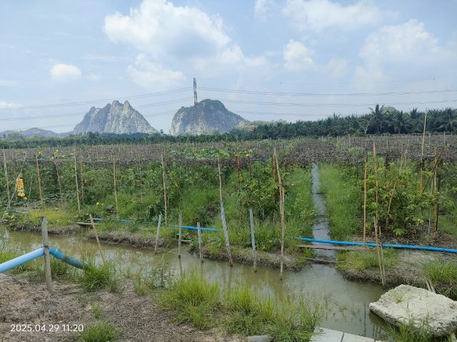 ขายที่ทำสวนฝรั่ง