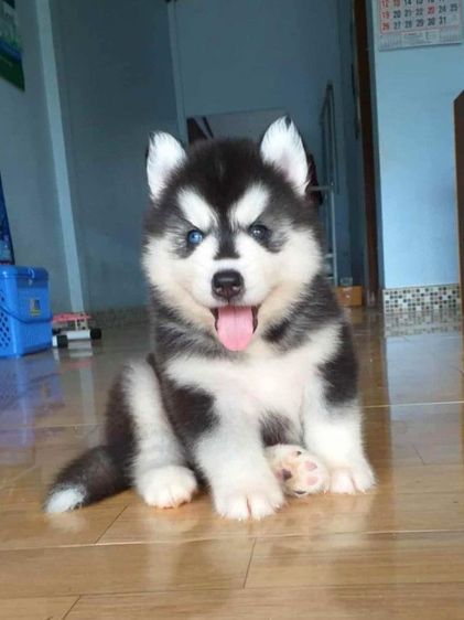 ไซบีเรียน รูปที่ 4