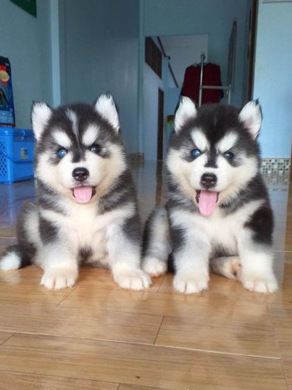 ไซบีเรียน