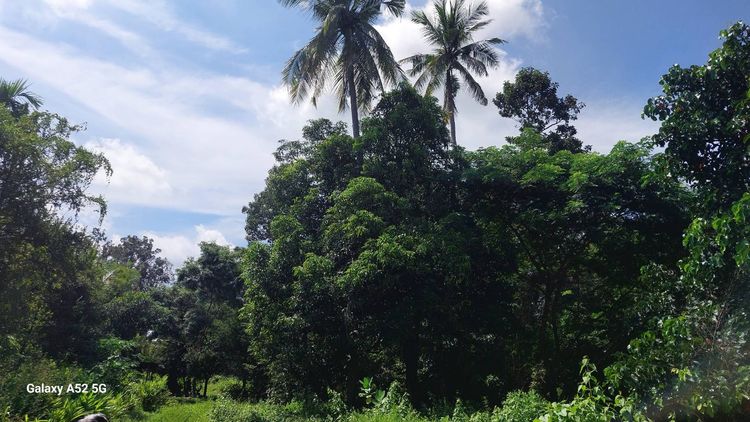 ขายด่วน ที่ดิน ติดถนน 2 ไร่ 98 ตร.ว. ตำบลนิเวศน์ อำเภอธวัชบุรี จังหวัดร้อยเอ็ด โทร 095 4697778 รูปที่ 4