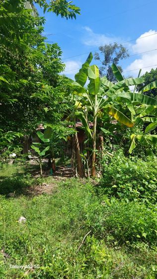 ขายด่วน ที่ดิน ติดถนน 2 ไร่ 98 ตร.ว. ตำบลนิเวศน์ อำเภอธวัชบุรี จังหวัดร้อยเอ็ด โทร 095 4697778 รูปที่ 2