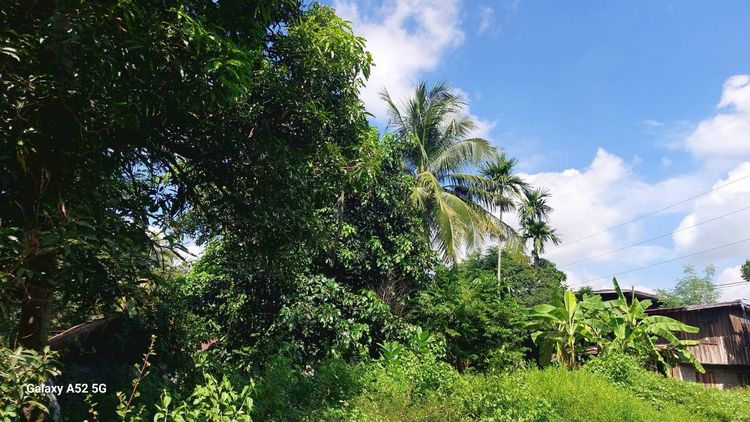 ขายด่วน ที่ดิน ติดถนน 2 ไร่ 98 ตร.ว. ตำบลนิเวศน์ อำเภอธวัชบุรี จังหวัดร้อยเอ็ด โทร 095 4697778 รูปที่ 3