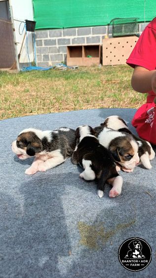 บีเกิ้ล รูปที่ 2