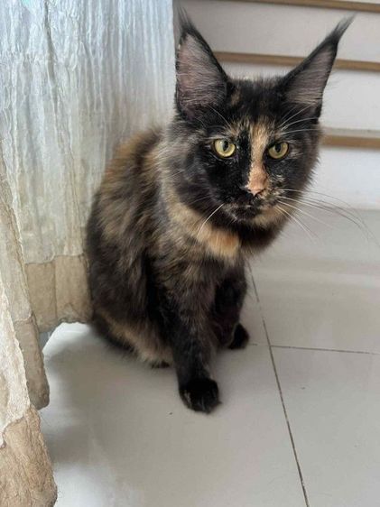 เมนคูณสาวน้อยหน้าสองสี