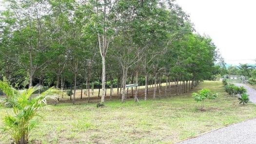 ขายที่ดินแปลงสวยบนเนินเขา 15 ไร่(โฉนด)ใกล้ตัวเมือง อ.เมือง จ.เลย รูปที่ 2