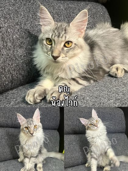 เมนคูนแท้ รูปที่ 2