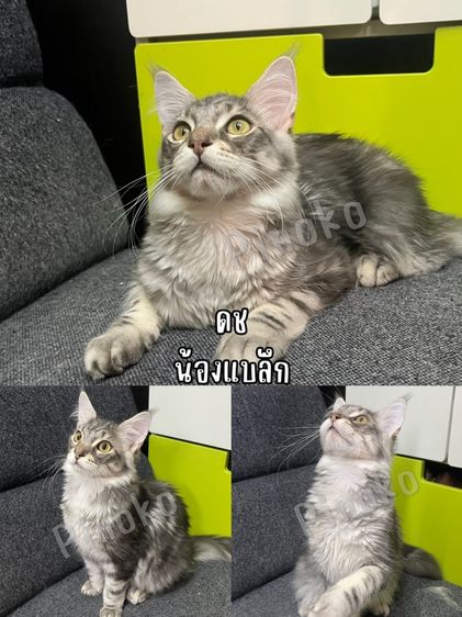 เมนคูนแท้