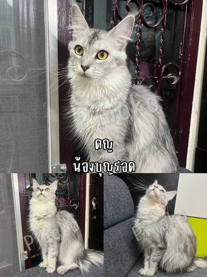 เมนคูนแท้