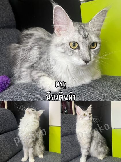 เมนคูนแท้ รูปที่ 2