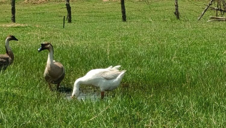 ห่านจีน ตัวเมียสีขาว 1,000 ตัวผู้ สีเทา 800 รูปที่ 4