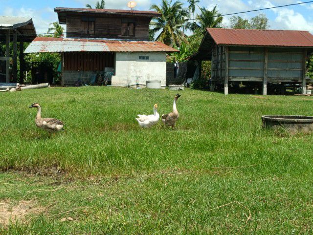 ห่านจีน ตัวเมียสีขาว 1,000 ตัวผู้ สีเทา 800