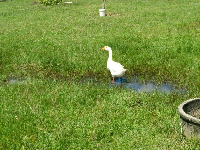ห่านจีน ตัวเมียสีขาว 1,000 ตัวผู้ สีเทา 800 รูปที่ 3