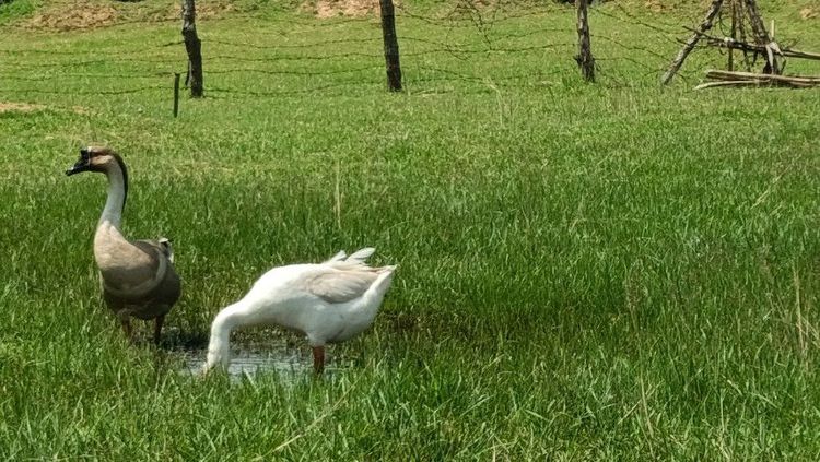 ห่านจีน ตัวเมียสีขาว 1,000 ตัวผู้ สีเทา 800 รูปที่ 5
