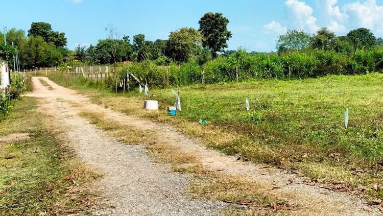 ไม่ใช่ หัวดอย-ท่าสาย อ.เมืองเชียงราย 2งาน31ตรว. รูปที่ 2