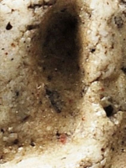 พระสมเด็จวัดระฆัง พิมพ์ใหญ่ เนื้อเก่า สวย รูปที่ 13