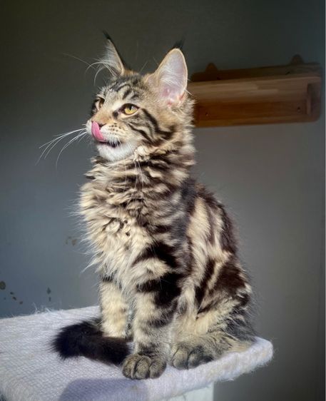 เมนคูนเพศหญิง(F2) อายุ4เดือน เชียงใหม่