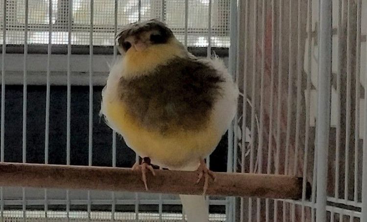 ขายนกคีรีบูนกลอสเตอร์