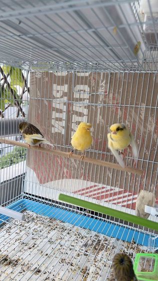 ขายนกคีรีบูนกลอสเตอร์ รูปที่ 4
