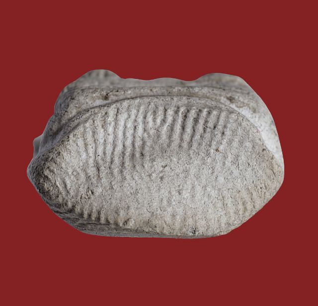 พระรอด ลำพูน พิมพ์ใหญ่ เนื้อออกสีขาว มีหน้ามีตา สวย รูปที่ 15