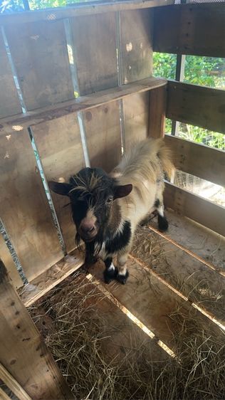 แพะปิ๊กมี่ แพะแคระ