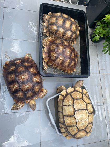 เต่าซูคาต้า