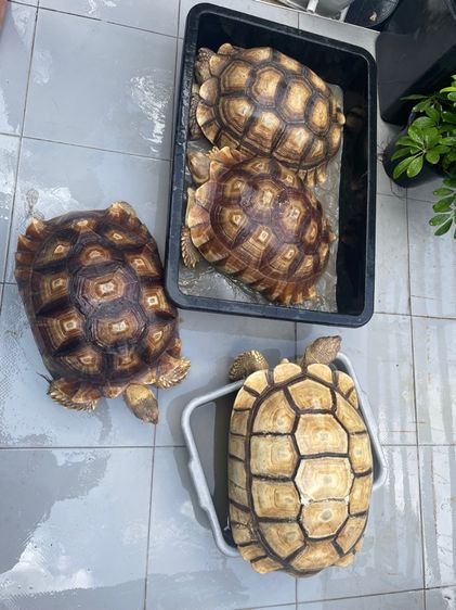 เต่าซูคาต้า รูปที่ 3