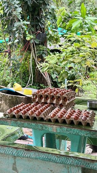 ไข่ไก่ออร์แกนิค รูปที่ 5