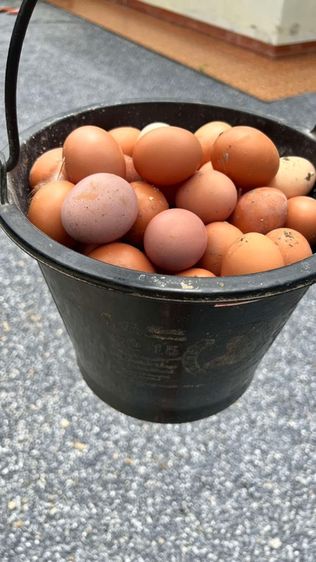 ไข่ไก่ออร์แกนิค รูปที่ 3