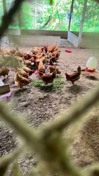 ไข่ไก่ออร์แกนิค รูปที่ 2