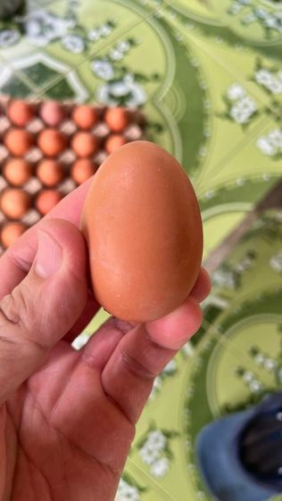 ไข่ไก่ออร์แกนิค รูปที่ 4