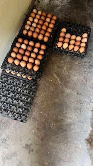 ไข่ไก่ออร์แกนิค รูปที่ 6
