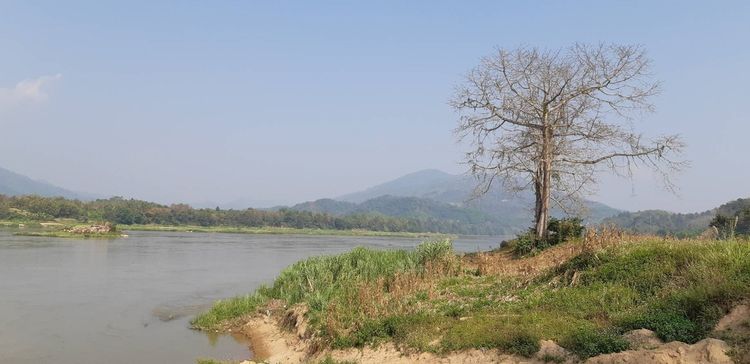 ไม่ใช่ vายที่ดินติดหลังแม่น้ำโขงกว้าง 330 เมตร ด้านหน้าติดถนนหลวง สาย4007  รูปที่ 4