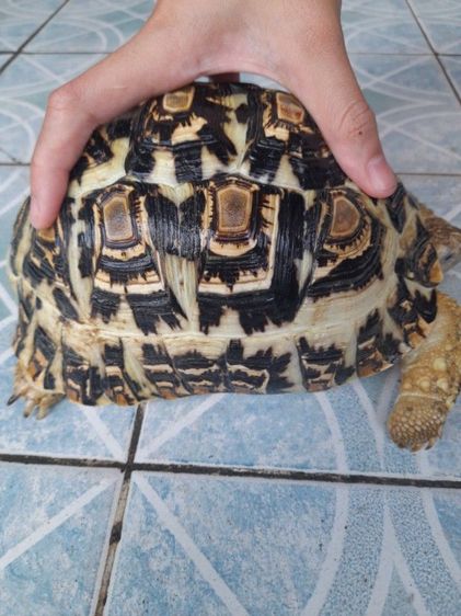 เต่าบกเรียวผาด 7  นิ้ว รูปที่ 8