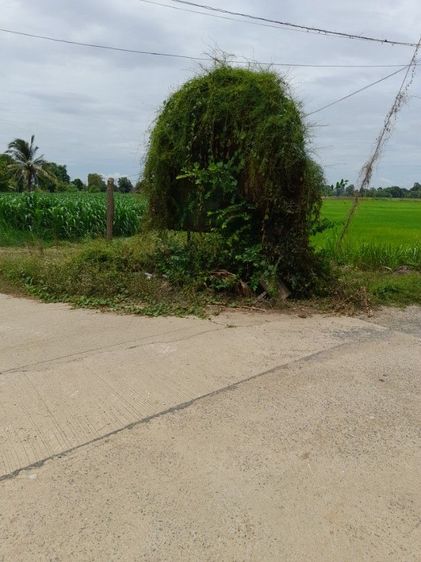 ที่ดินจัดสรร รูปที่ 4