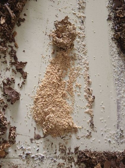 บริการกำจัดปลวก ราคาถูกไม่แพง รูปที่ 8