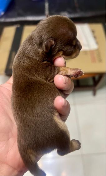 ❌ติดจอง❌ลูกชิวาว่าขนสั้นแท้เพศเมีย สีช๊อคโกแลตแทนสวยมาก รูปที่ 10