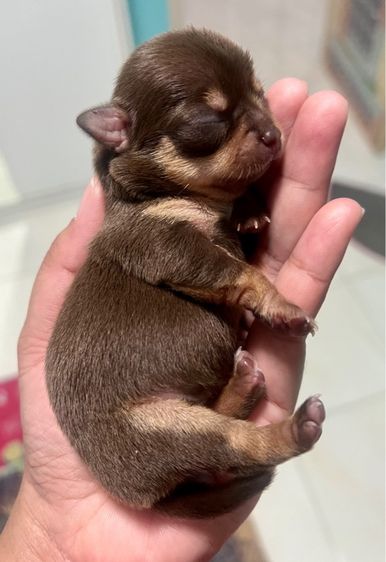 ❌ติดจอง❌ลูกชิวาว่าขนสั้นแท้เพศเมีย สีช๊อคโกแลตแทนสวยมาก รูปที่ 9