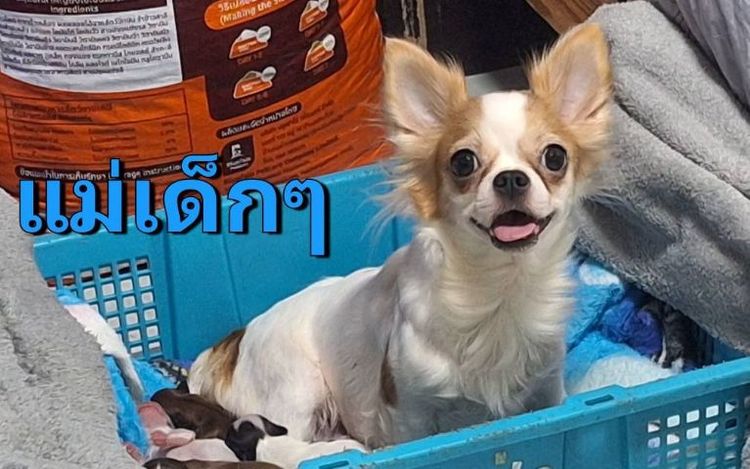 ชิวาวาขนยาวเด็กหญิง รูปที่ 2