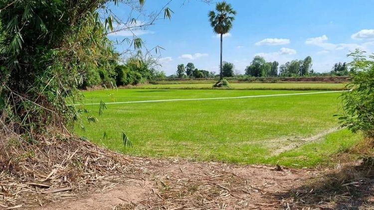 ขายที่ดินเปล่า ทำเลดี เดินทางสะดวก น้ำไฟเข้าถึง ต.วังทอง อ.วังทอง จ.พิษณุโลก รูปที่ 2