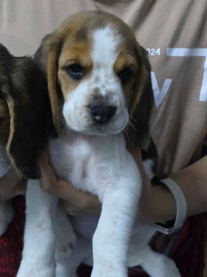 สุนัขบีเกิ้ล รูปที่ 5