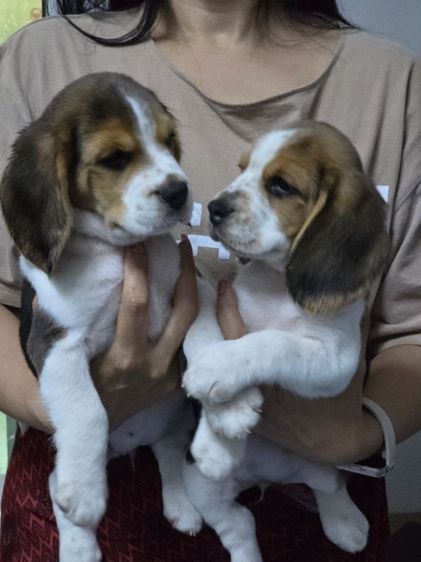 สุนัขบีเกิ้ล รูปที่ 8