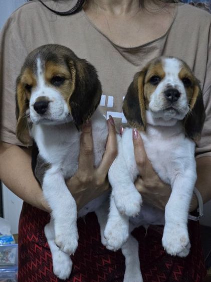 สุนัขบีเกิ้ล