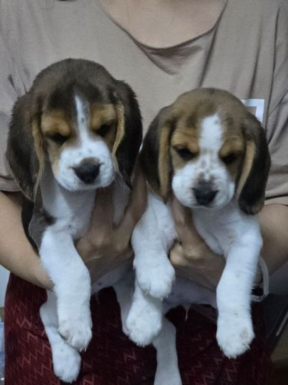 สุนัขบีเกิ้ล รูปที่ 3