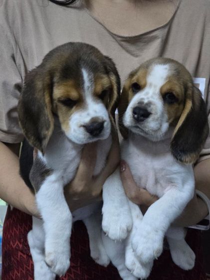 สุนัขบีเกิ้ล รูปที่ 6