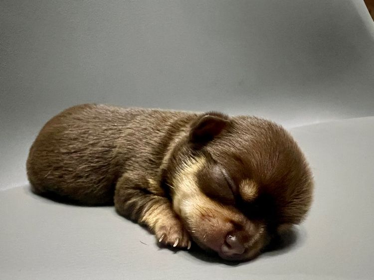 ❌ติดจอง❌ลูกชิวาว่าขนสั้นแท้เพศเมีย สีช๊อคโกแลตแทนสวยมาก รูปที่ 11