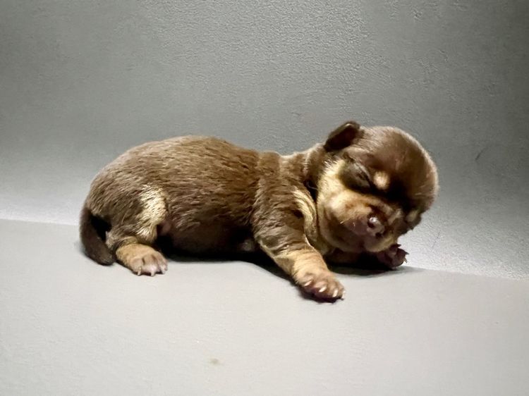 ❌ติดจอง❌ลูกชิวาว่าขนสั้นแท้เพศเมีย สีช๊อคโกแลตแทนสวยมาก รูปที่ 7