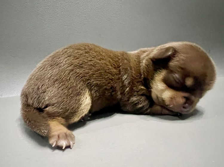 ❌ติดจอง❌ลูกชิวาว่าขนสั้นแท้เพศเมีย สีช๊อคโกแลตแทนสวยมาก รูปที่ 8