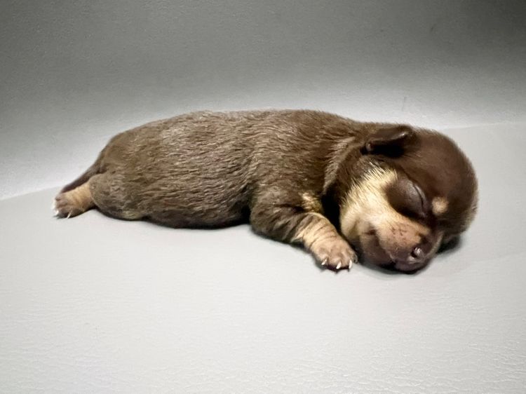 ❌ติดจอง❌ลูกชิวาว่าขนสั้นแท้เพศเมีย สีช๊อคโกแลตแทนสวยมาก รูปที่ 6