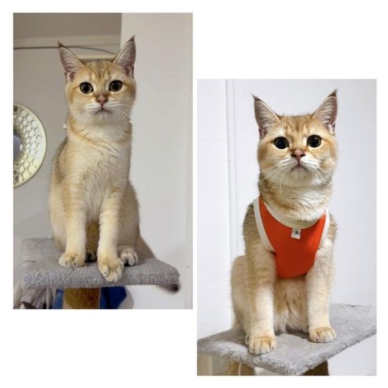 ลดประชากร แมวบริติช ชอตแฮร์ สี Ny11 เพศเมีย อายุ 1.5 