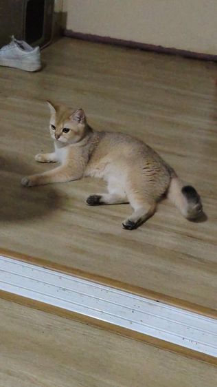 ลดประชากร แมวบริติช ชอตแฮร์ สี Ny11 เพศเมีย อายุ 1.5  รูปที่ 4